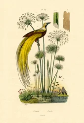 Papirusz, 1833-39